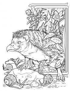 beakedHedgehogImage